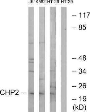 Anti-CHP2 antibody produced in rabbit affinity isolated antibody