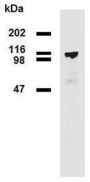 Monoclonal Anti-PDE8A antibody produced in mouse clone EM-52