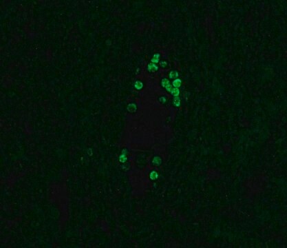 Anti-Human IgG4&#8722;FITC antibody, Mouse monoclonal clone HP-6025, purified from hybridoma cell culture