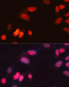 Anti-SIRT1 antibody produced in rabbit