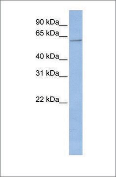 Anti-CYP2C19 antibody produced in rabbit affinity isolated antibody