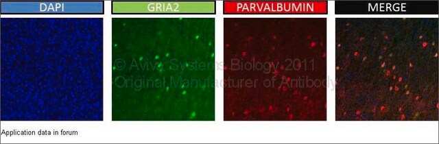 Anti-GRIA2 (AB1) antibody produced in rabbit IgG fraction of antiserum