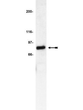 Anti-IRAK Antibody Upstate&#174;, from rabbit