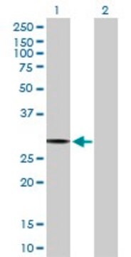 Anti-PACRG antibody produced in rabbit purified immunoglobulin, buffered aqueous solution