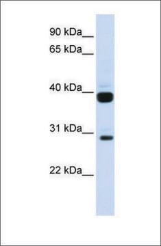 Anti-FLT3LG antibody produced in rabbit affinity isolated antibody