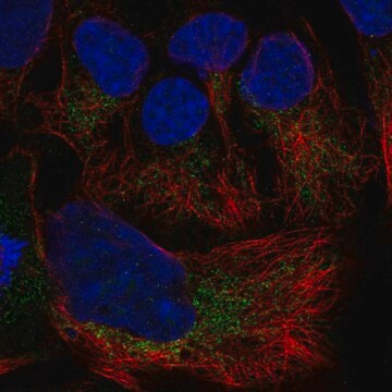 Anti-Slc25A19 Antibody Produced In Rabbit Prestige Antibodies&#174; Powered by Atlas Antibodies, affinity isolated antibody, buffered aqueous glycerol solution