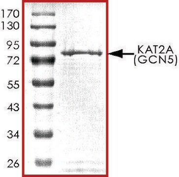 KAT2A (GCN5), active, GST tagged human recombinant, expressed in baculovirus infected Sf9 cells, &#8805;70% (SDS-PAGE), buffered aqueous glycerol solution