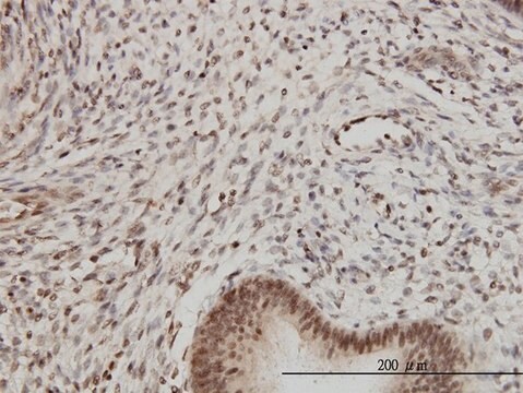 Monoclonal Anti-PSMB2 antibody produced in mouse clone M1, purified immunoglobulin, buffered aqueous solution