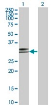 Monoclonal Anti-HLA-DPA1 antibody produced in mouse clone 1E3, purified immunoglobulin, buffered aqueous solution