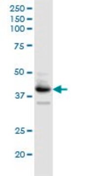 Anti-B4GALT3 antibody produced in rabbit purified immunoglobulin, buffered aqueous solution