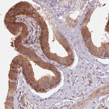 Anti-WASHC2A antibody produced in rabbit Prestige Antibodies&#174; Powered by Atlas Antibodies, affinity isolated antibody, buffered aqueous glycerol solution