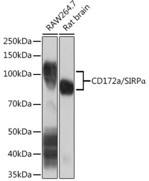 Anti-CD172a/SIRP&#945; Antibody, clone 10Q7E6, Rabbit Monoclonal