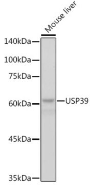 Anti-USP39 Antibody, clone 1S9R9, Rabbit Monoclonal