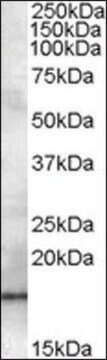 Anti-RABIF antibody produced in goat affinity isolated antibody, buffered aqueous solution