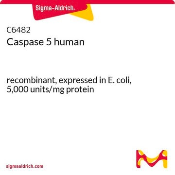 Caspase 5 human recombinant, expressed in E. coli, 5,000&#160;units/mg protein