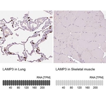 Anti-LAMP3 antibody produced in rabbit Prestige Antibodies&#174; Powered by Atlas Antibodies, affinity isolated antibody, buffered aqueous glycerol solution