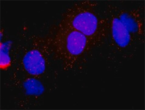 Monoclonal Anti-E2F1 antibody produced in mouse clone 2E10, purified immunoglobulin, buffered aqueous solution