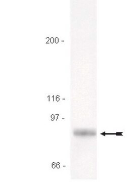 Anti-STAT3 Antibody Upstate&#174;, from rabbit