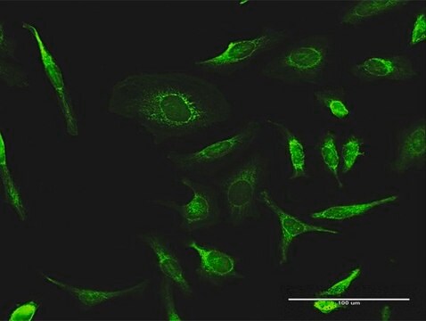 Anti-PDHA2 antibody produced in rabbit purified immunoglobulin, buffered aqueous solution