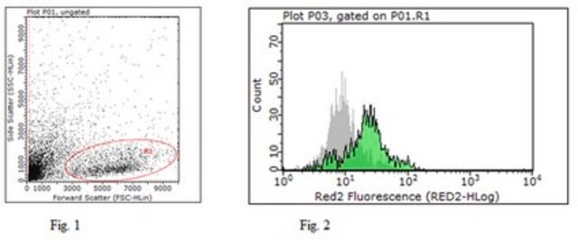 Anti-Tapasin Antibody, clone 7F6 clone 7F6, from rat