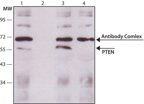 Monoclonal Anti-PTEN antibody produced in mouse ~1&#160;mg/mL, purified immunoglobulin, clone PTN-18, buffered aqueous solution