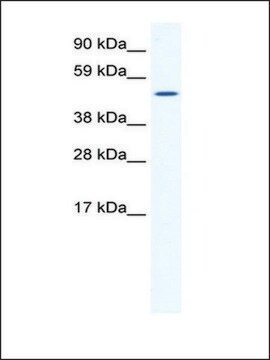 Anti-SP1 (AB1) antibody produced in rabbit IgG fraction of antiserum