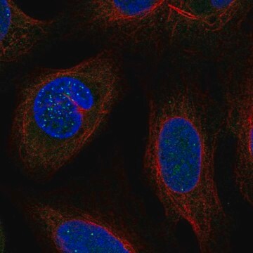 Anti-DSN1 antibody produced in rabbit Prestige Antibodies&#174; Powered by Atlas Antibodies, affinity isolated antibody