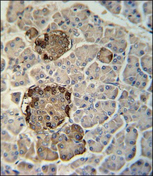 ANTI-REG3G (CENTER) antibody produced in rabbit IgG fraction of antiserum, buffered aqueous solution