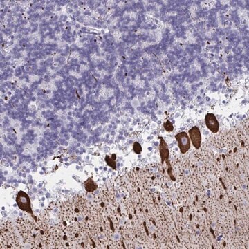 Anti-CDX4 antibody produced in rabbit Prestige Antibodies&#174; Powered by Atlas Antibodies, affinity isolated antibody, buffered aqueous glycerol solution