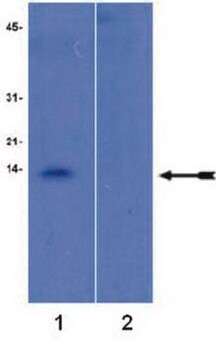 Anti-trimethyl-Histone H4 (Lys20), Antibody, rabbit monoclonal culture supernatant, Upstate&#174;