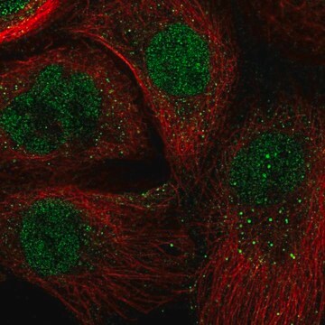 Anti-ARNTL antibody produced in rabbit Prestige Antibodies&#174; Powered by Atlas Antibodies, affinity isolated antibody