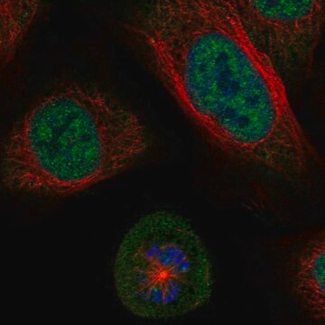 Anti-SGO1 antibody produced in rabbit Prestige Antibodies&#174; Powered by Atlas Antibodies, affinity isolated antibody