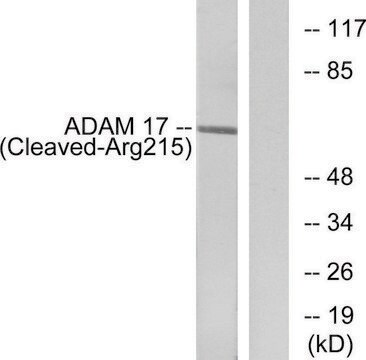 Anti-ADAM 17 (Cleaved-Arg215) antibody produced in rabbit affinity isolated antibody