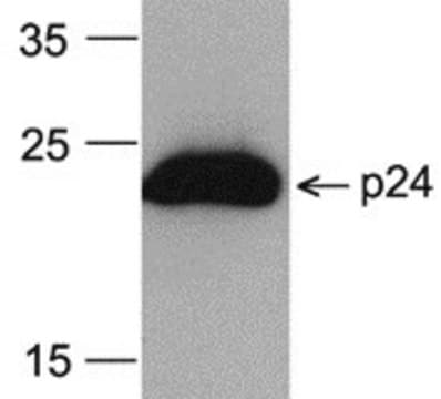 Monoclonal Anti-HIV-1 p24 [8G9] (HRP) antibody produced in mouse purified antibody (Protein A IgG)