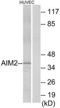 Anti-AIM2 antibody produced in rabbit affinity isolated antibody