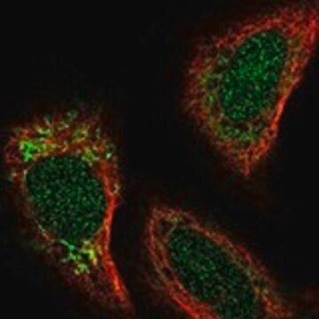 Anti-EXOG antibody produced in rabbit Prestige Antibodies&#174; Powered by Atlas Antibodies, affinity isolated antibody, buffered aqueous glycerol solution