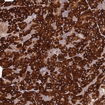 Anti-C8orf44 antibody produced in rabbit Prestige Antibodies&#174; Powered by Atlas Antibodies, affinity isolated antibody, buffered aqueous glycerol solution