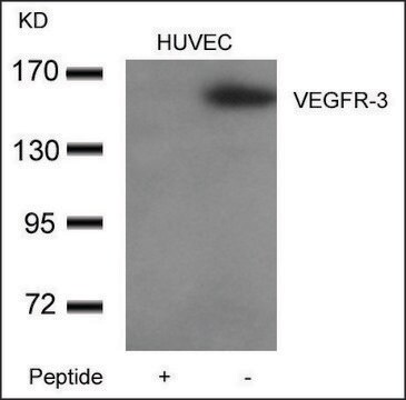 Anti-FLT4 antibody produced in rabbit affinity isolated antibody