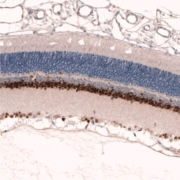 Monoclonal Anti-PAX6 antibody produced in mouse Prestige Antibodies&#174; Powered by Atlas Antibodies, clone CL5414, purified immunoglobulin, buffered aqueous glycerol solution