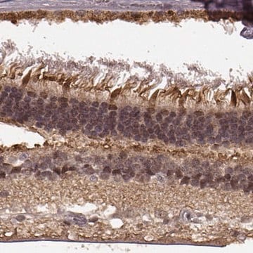 Anti-PLCB4 antibody produced in rabbit Prestige Antibodies&#174; Powered by Atlas Antibodies, affinity isolated antibody