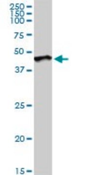 Anti-DUSP6 antibody produced in rabbit purified immunoglobulin, buffered aqueous solution