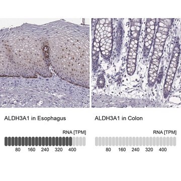 Anti-ALDH3A1 antibody produced in rabbit Prestige Antibodies&#174; Powered by Atlas Antibodies, affinity isolated antibody