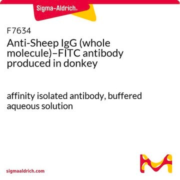 Anti-Sheep IgG (whole molecule)–FITC antibody produced in donkey affinity isolated antibody, buffered aqueous solution