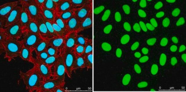 Anti-Histone H3 Antibody, CT Antibody, pan from rabbit, purified by affinity chromatography