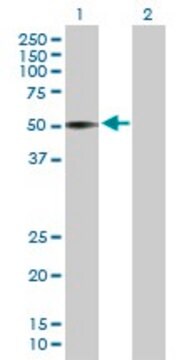 Anti-VIPR1 antibody produced in mouse purified immunoglobulin, buffered aqueous solution