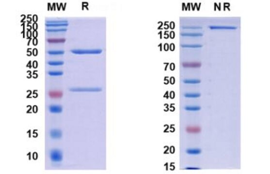 Anti-Monkeypox virus/MPXV H3L Antibody (SAA0282)