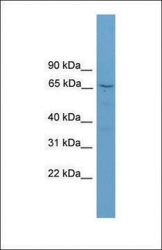 Anti-SCG2, (N-terminal) antibody produced in rabbit affinity isolated antibody