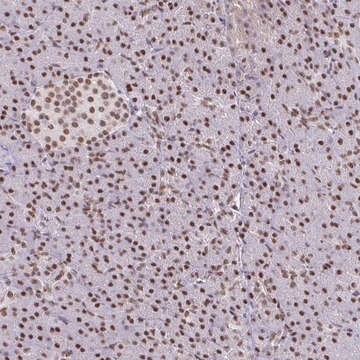 Anti-BBX antibody produced in rabbit Prestige Antibodies&#174; Powered by Atlas Antibodies, affinity isolated antibody, buffered aqueous glycerol solution