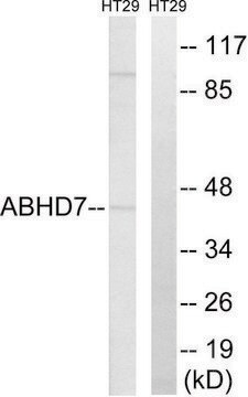 Anti-ABHD7 antibody produced in rabbit affinity isolated antibody