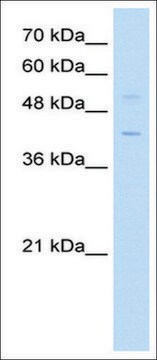 Anti-KLF1 antibody produced in rabbit affinity isolated antibody